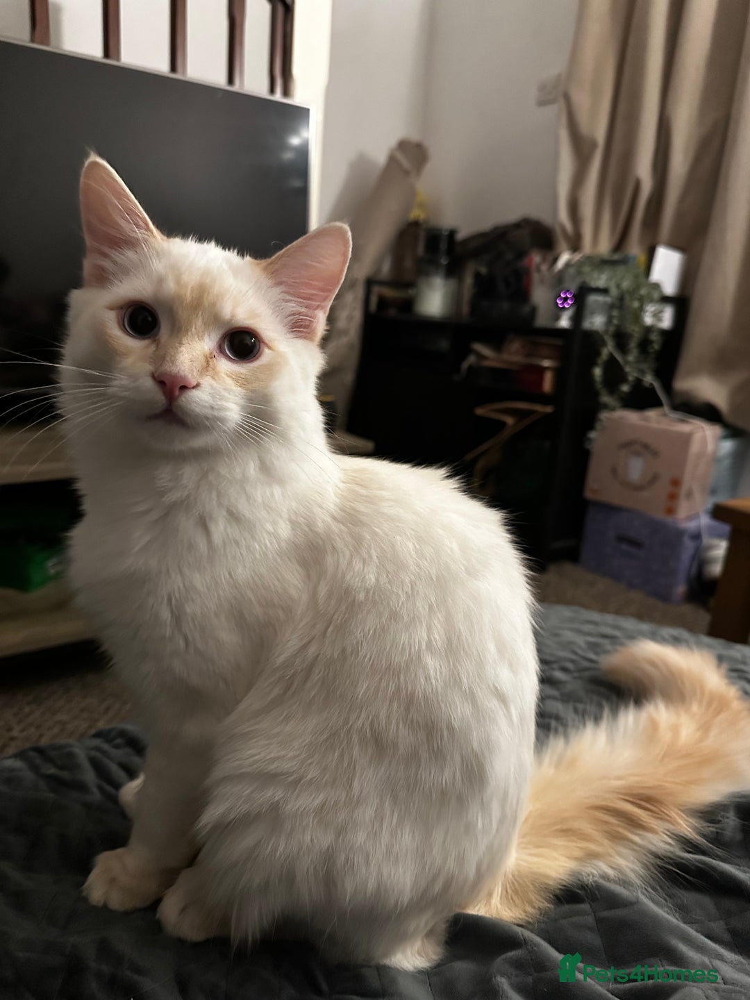 Ragdoll cats for sale: Flame-Tipped Ragdoll Kittens - Advert 3