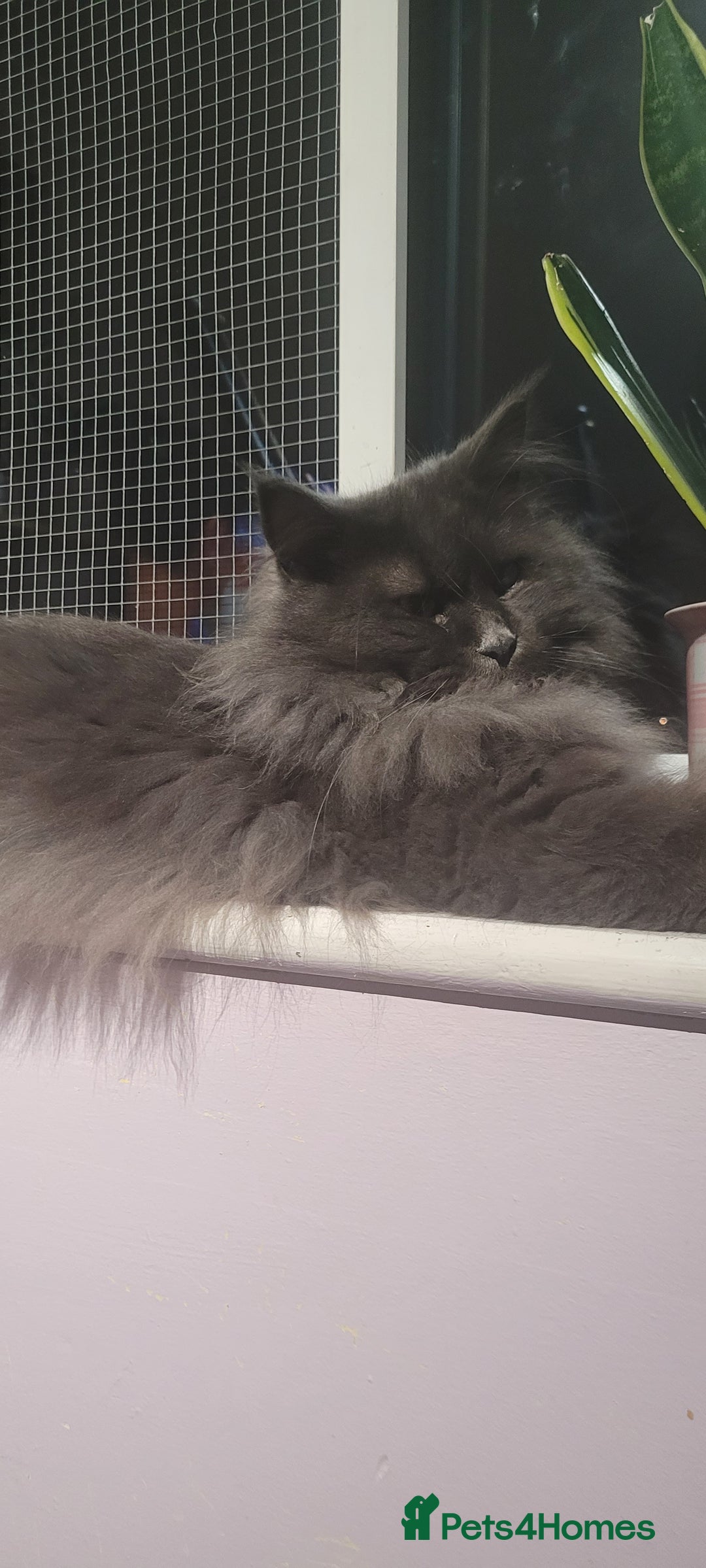 Maine Coon cats for sale: Maine Coon boy  - Advert 1