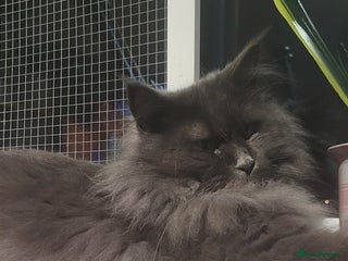 Maine Coon cats Maine Coon boy - Advert 1