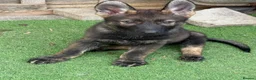 German Shepherd dogs for sale: Exceptional KC Reg Czech Working Line GSD Puppies - Advert 9