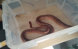 Corn Snake reptiles for sale: Corn Snake (Normal) - Image 1