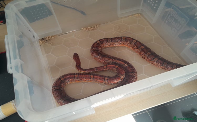 Corn Snake reptiles - Advert 3