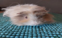 Guinea Pig rodents for sale: Lunkarya male guineapig - Image 2