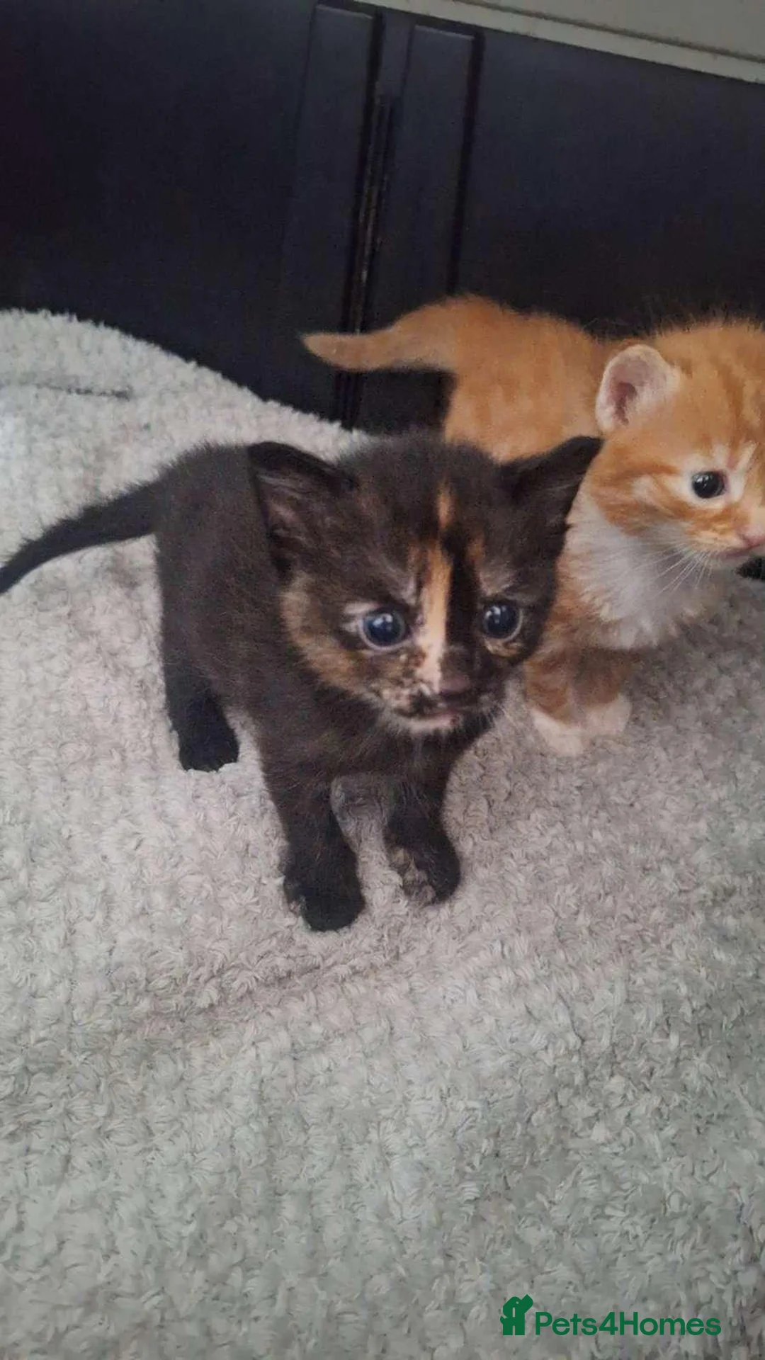 Mixed Breed cats for sale: Beautiful long haired kittens, very playful - Advert 2