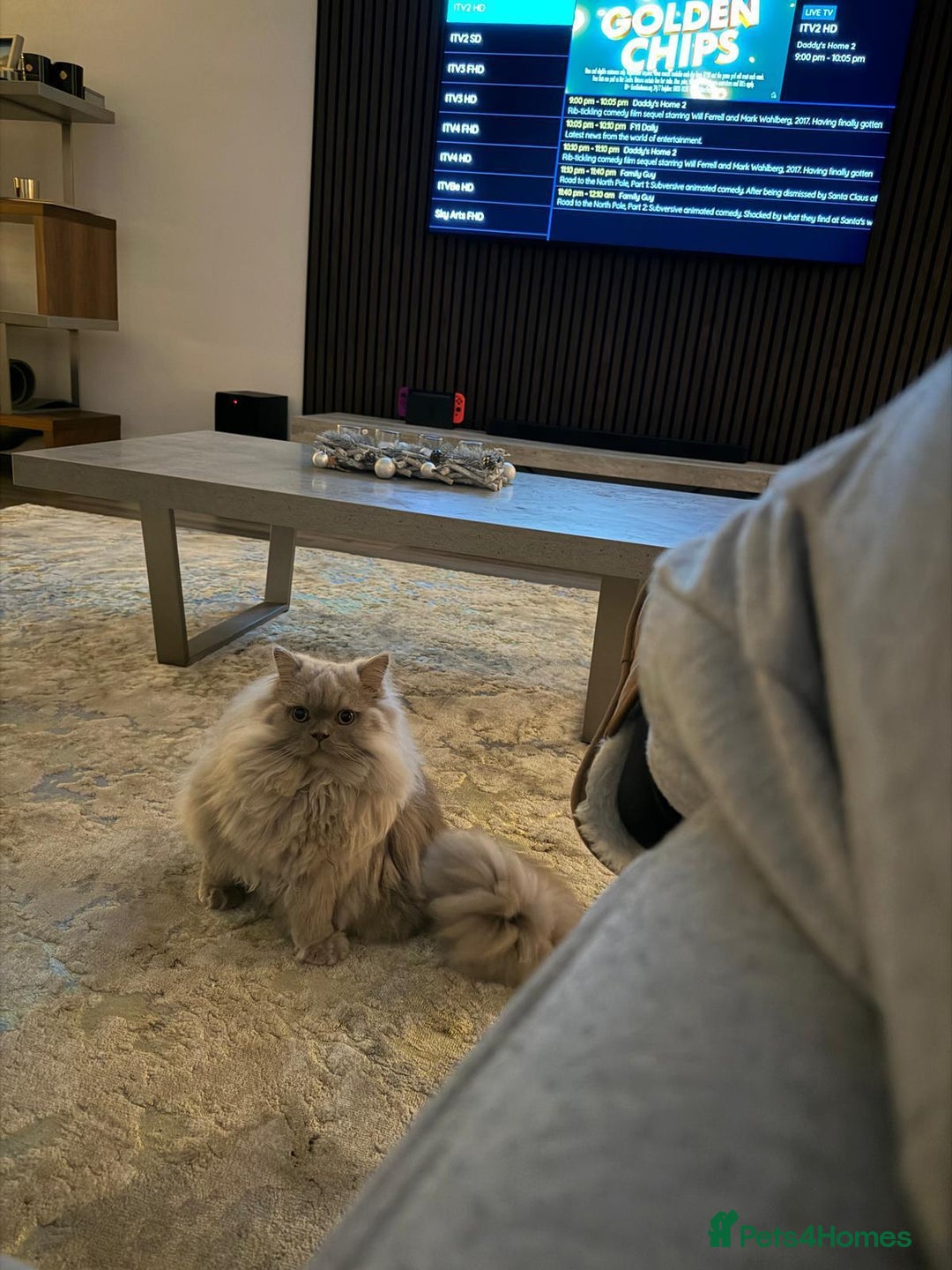 British Longhair cats for sale: 2 x British longhair brothers for sale together  - Advert 7