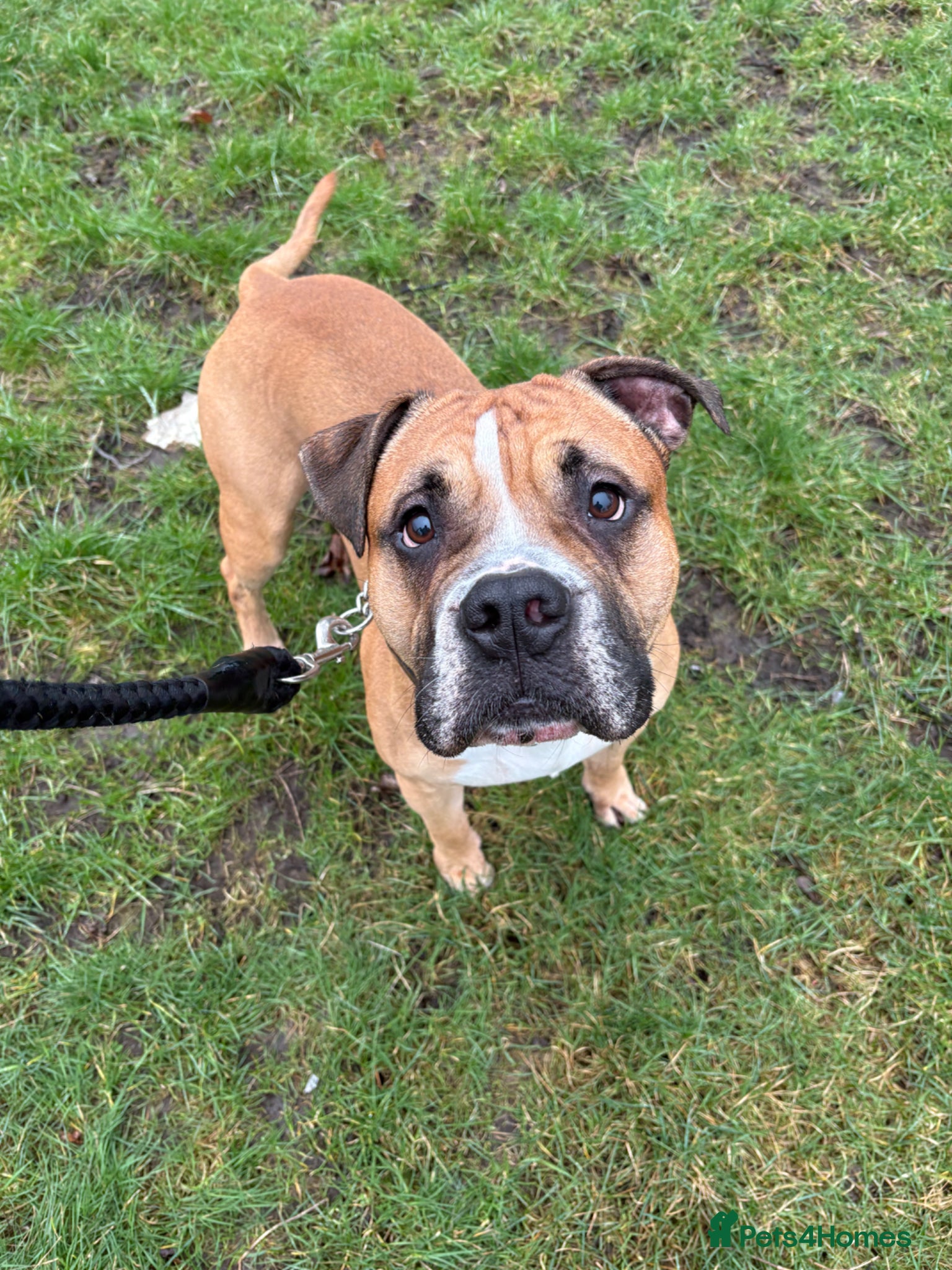 American Bulldog dogs American bulldog male 4 years old  - Advert 5