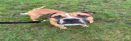 American Bulldog dogs for sale: American bulldog male 4 years old  - Advert 1