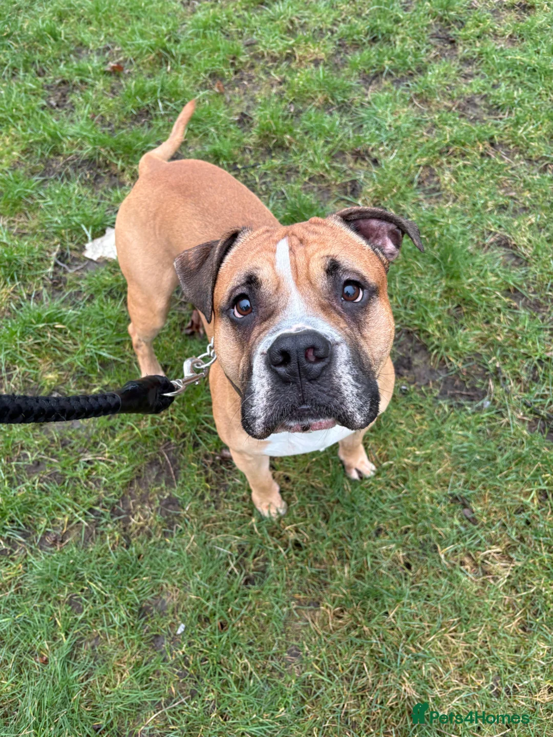 American Bulldog dogs for sale: American bulldog male 4 years old  - Advert 1