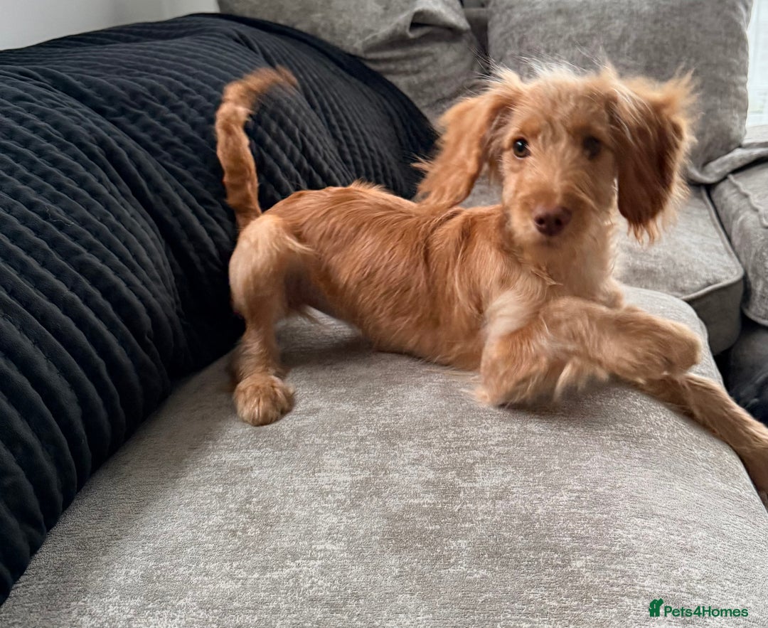 Cocker Spaniel dogs for sale: ⭐️Golden Cocker Girl⭐️ - Advert 7