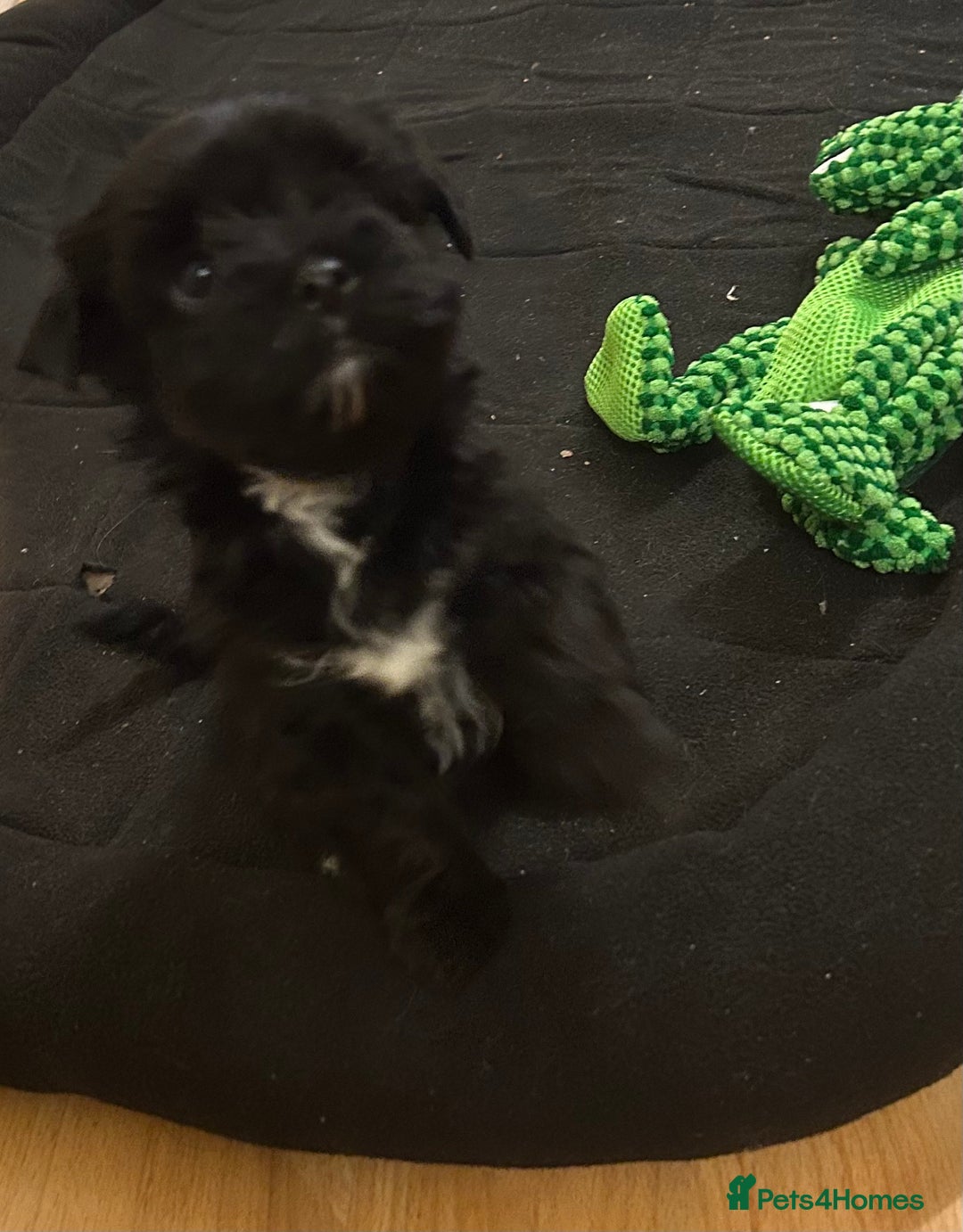 Yorkshire Terrier dogs for sale: Colourful Yorkshire terrier - Image 31