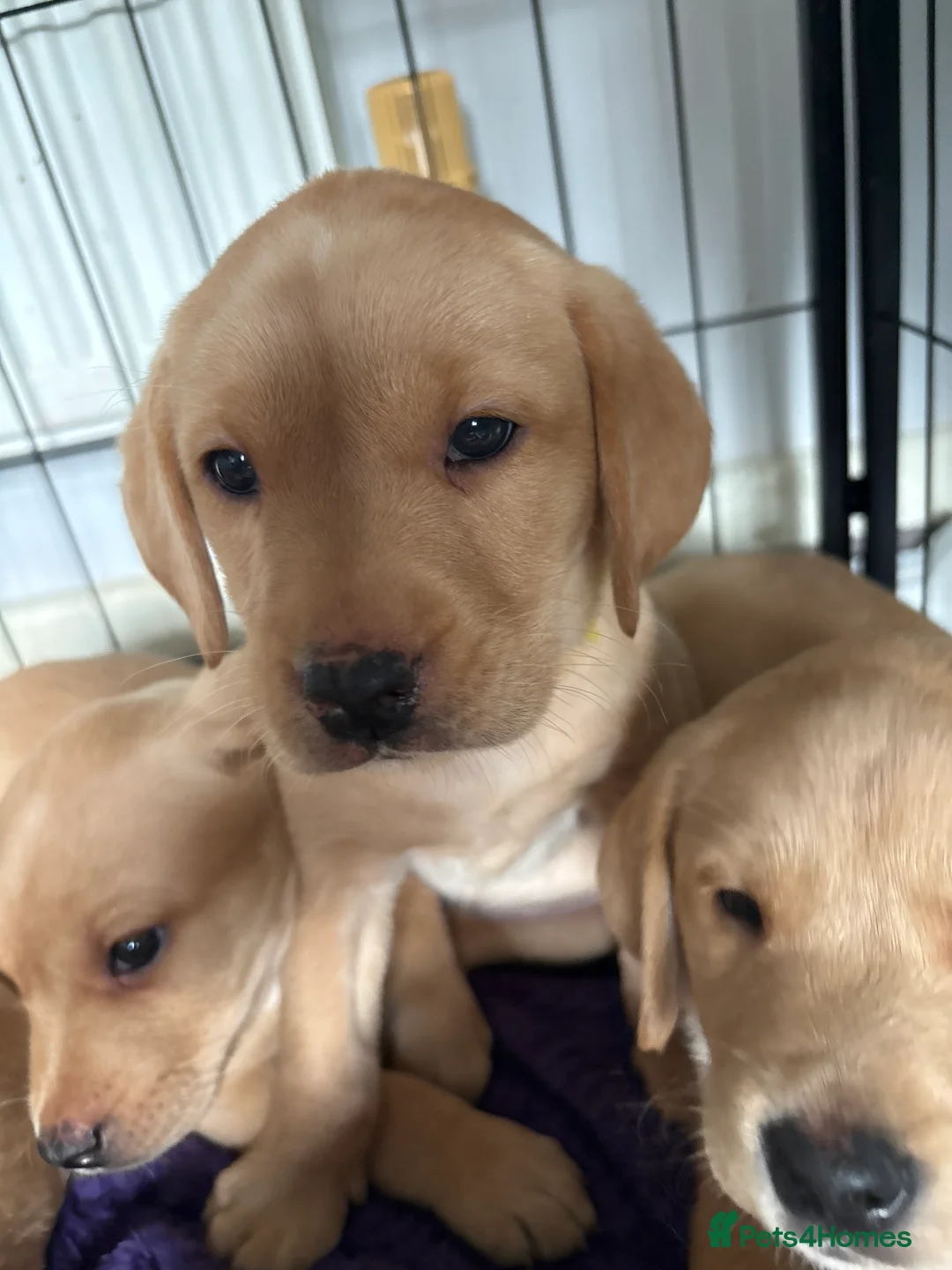 Labrador Retriever dogs for sale: Beautiful Labrador Pup - Advert 32
