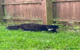 British Longhair cats for sale: 4 year old blind stick needs a new home - Advert 10