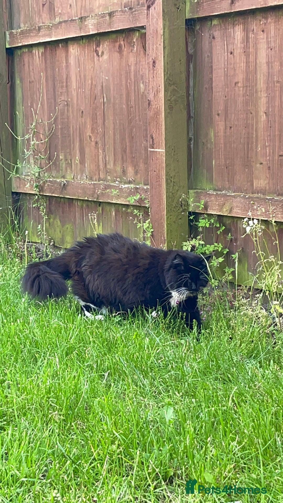 British Longhair cats for sale: 4 year old blind stick needs a new home - Advert 10