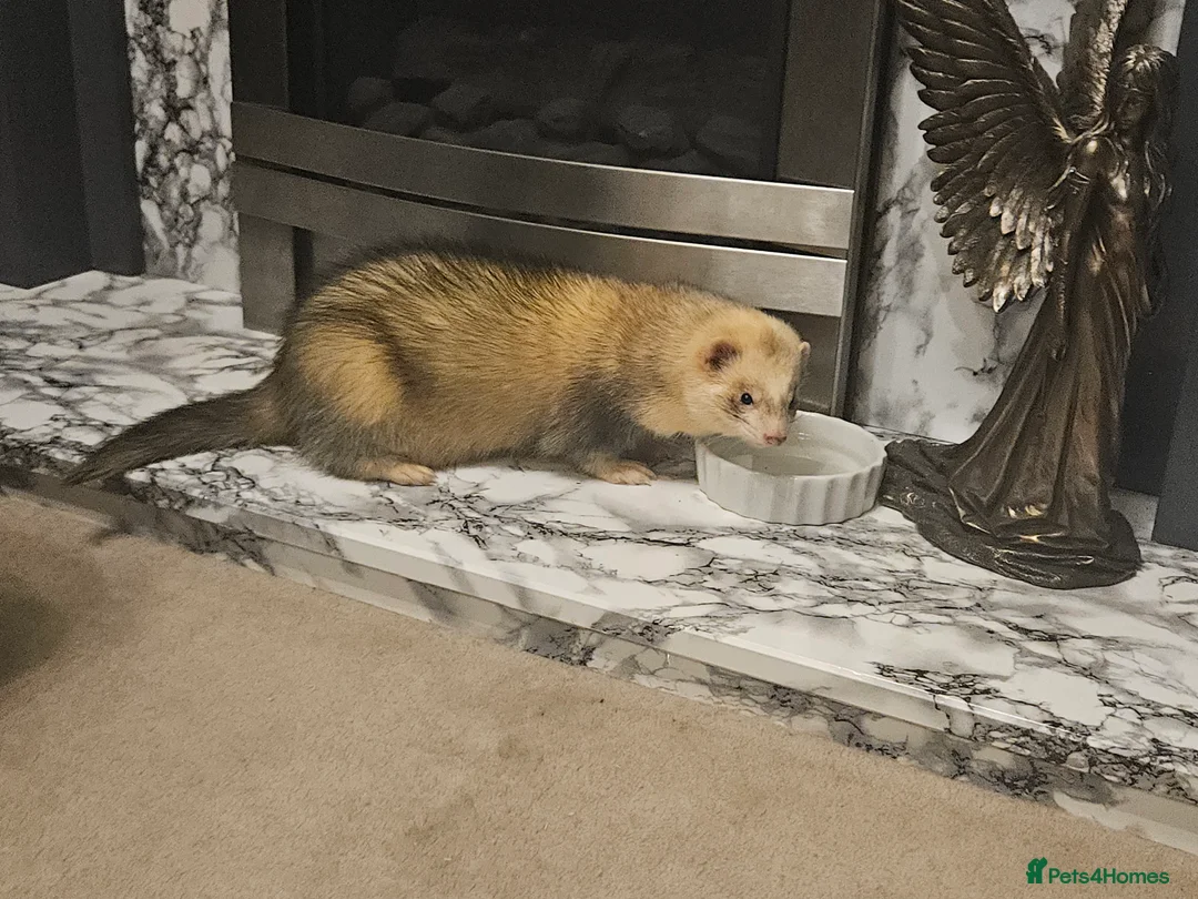 Ferret rodents for sale: Pair of intact male ferrets - 2 young Hobs - Advert 9