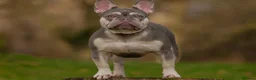French Bulldog dogs for stud: French Bulldog Stud 🔥 The Next Generation - Advert 14