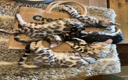 Bengal cats for sale: Beautiful Bengal Kittens Ready for Forever Homes - Image 2
