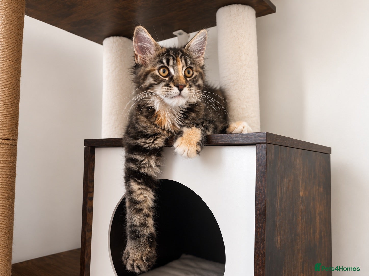 Maine Coon cats ⭐️Sweet Lion Brown Torbie White Tabby Maine Coon - Advert 6