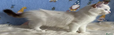 Ragdoll 1