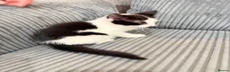 Mixed Breed cats for sale: Kittens - Advert 6