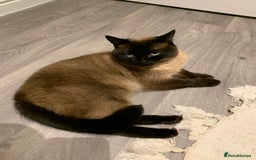 Domestic Shorthair cats for sale: 2 fluffy boys left - Advert 4