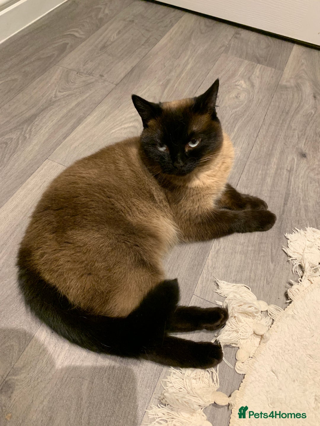 Domestic Shorthair cats for sale: 2 fluffy boys left - Advert 4