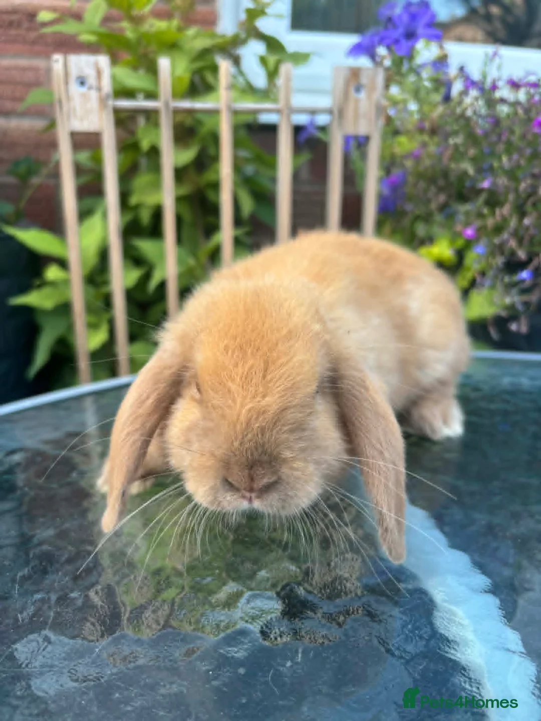 Mini Lop rabbits for sale: Mini lop / Mini lop cross orange / black bunnies - Advert 2