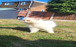 Persian cats for stud: Cat. Male Persian - Image 3