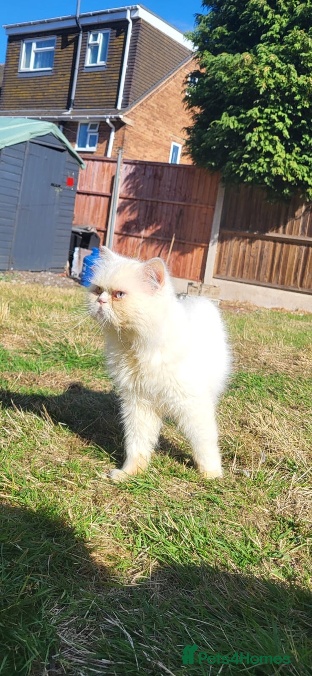 Persian cats for stud: Cat. Male Persian - Image 3