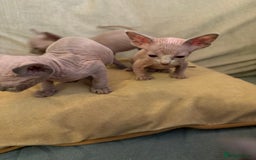 Sphynx cats for sale: 🖤 Sphynx Kittens for Sale – Ready August 🐾 - Image 7