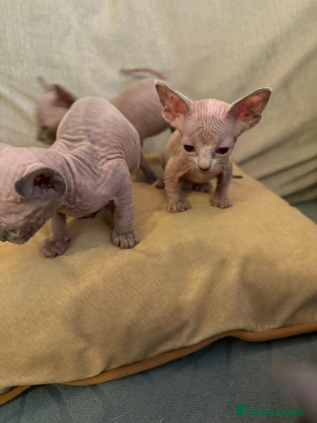 Sphynx cats for sale: 🖤 Sphynx Kittens for Sale – Ready August 🐾 - Image 7