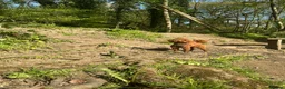 Miniature Poodle dogs for stud: **For Stud** in Matlock - Advert 5