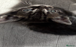 Bengal cats for sale: bengal cross kitten  - Image 1
