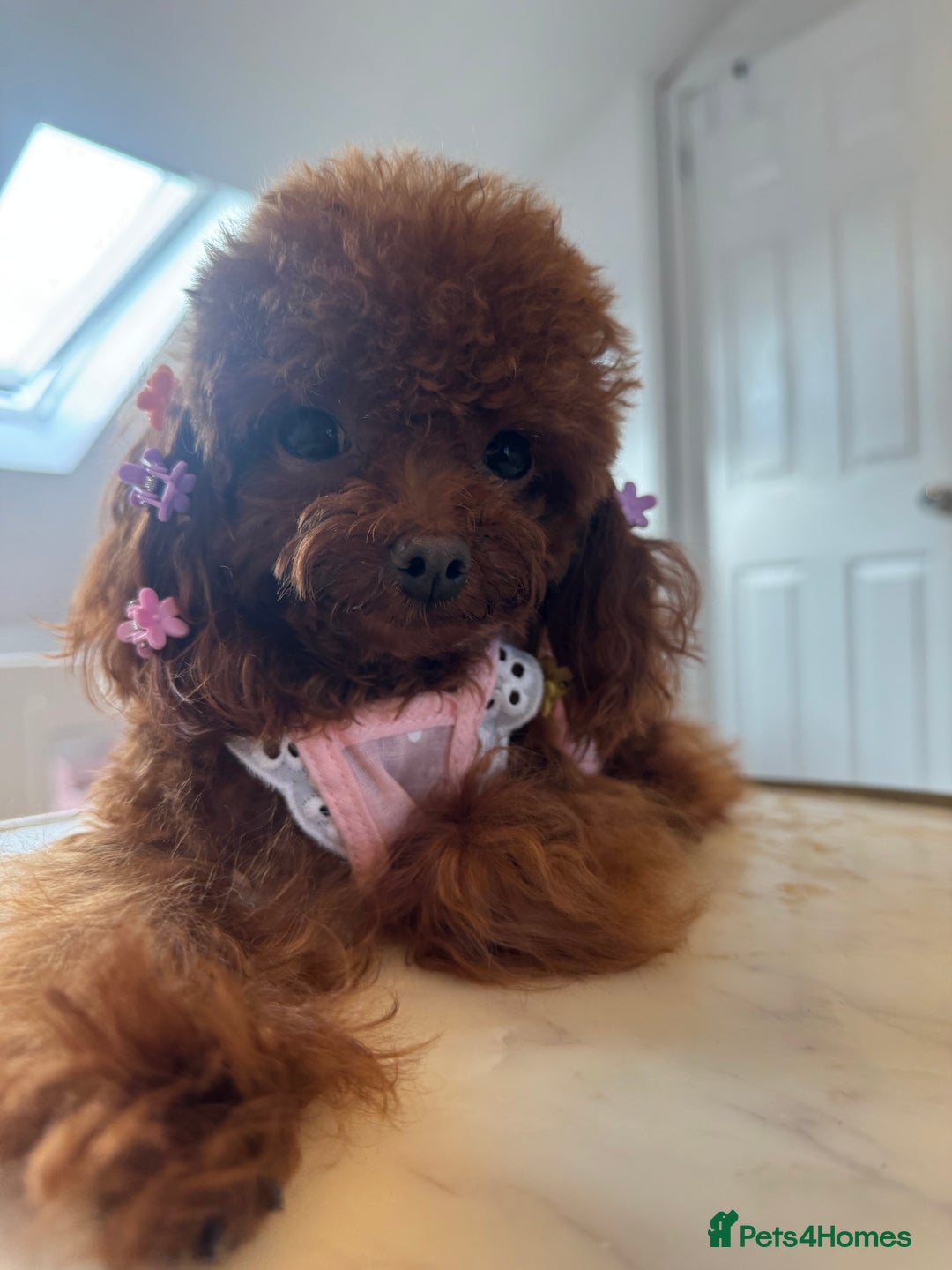 Poodle dogs for sale: Tiny Asian  **  Poodle  - Advert 4