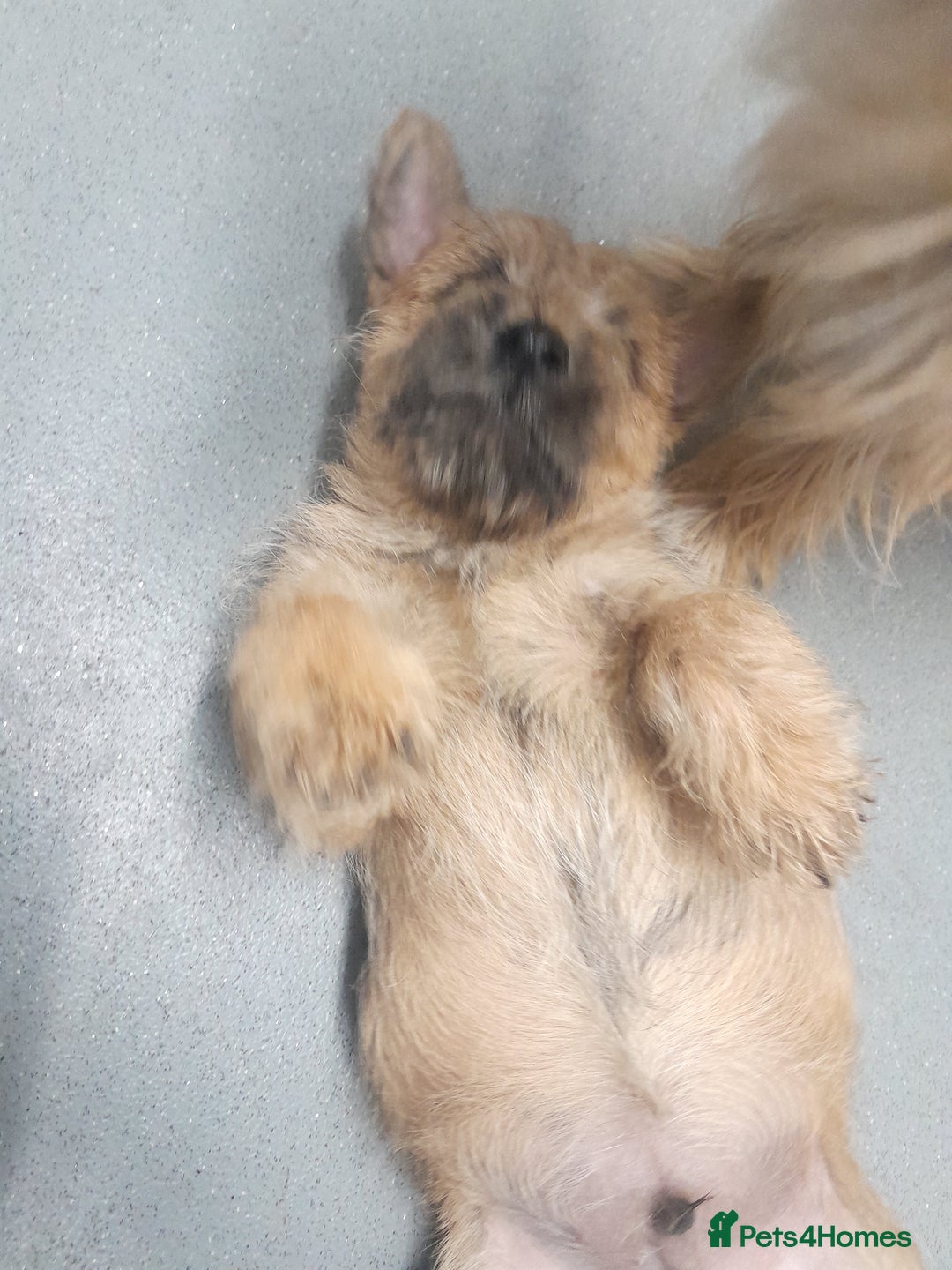 Cairn Terrier dogs for sale: KC registered Cairn terriers - Image 14