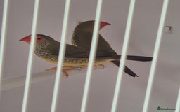 Canaries birds for sale: Canaries for sale beautiful markings  - Image 17