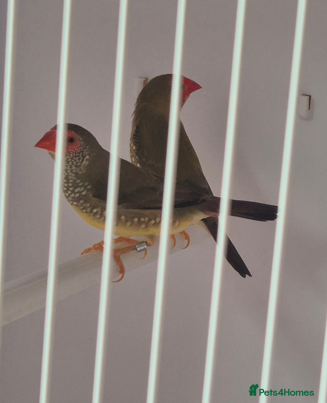 Canaries birds for sale: Canaries for sale beautiful markings  - Image 17