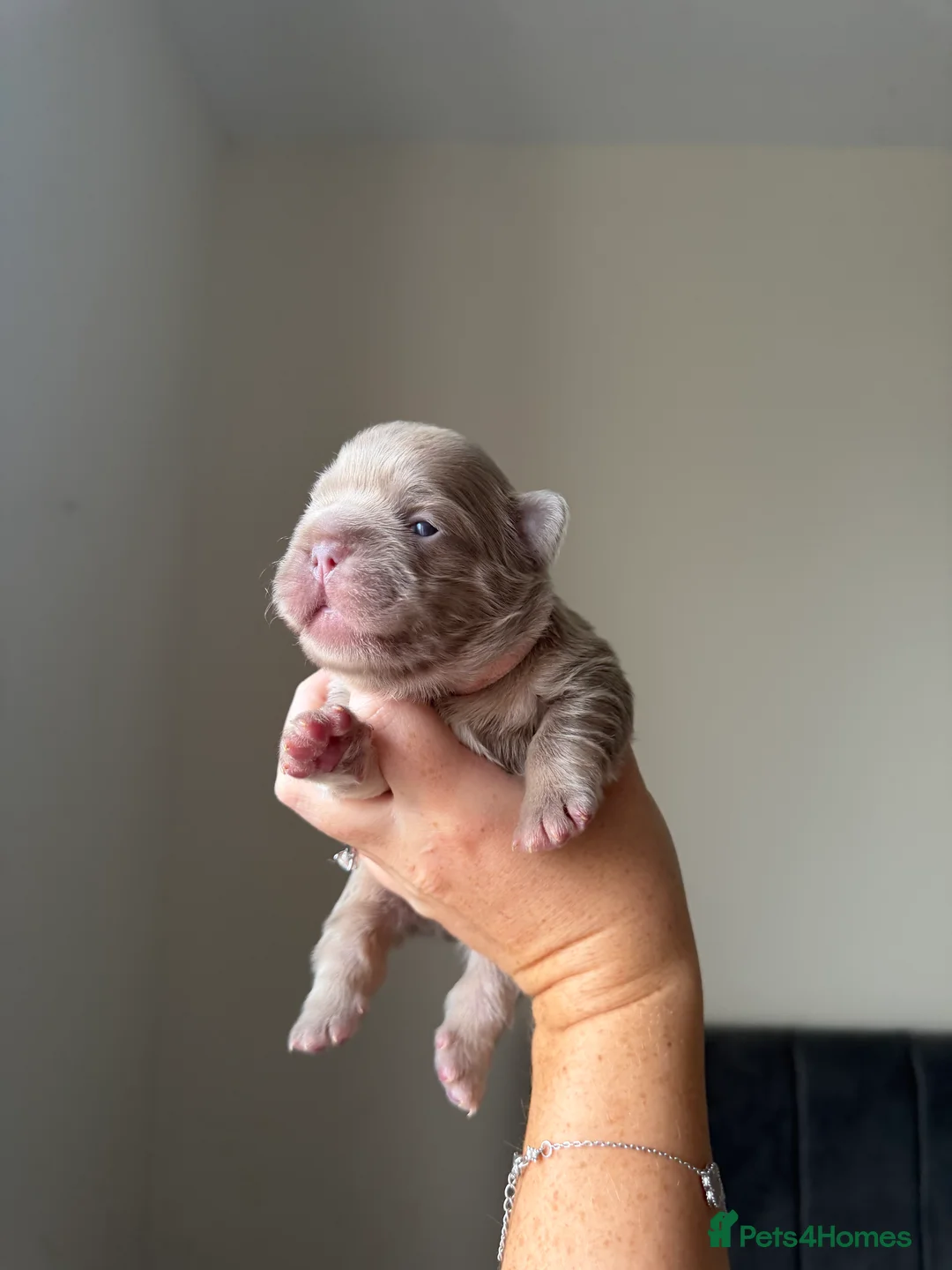 French Bulldog dogs for sale: French bulldog  - Advert 14