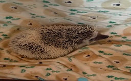 Pygmy Hedgehog rodents for sale: Pygmy Hedgehog’s For Sale  - Advert 1