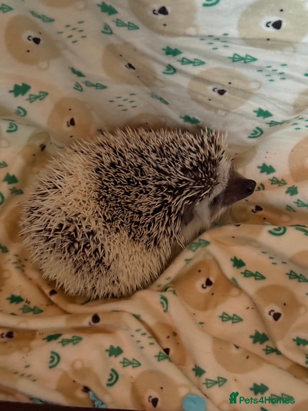 Pygmy Hedgehog rodents for sale: Pygmy Hedgehog’s For Sale  - Advert 1
