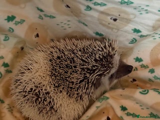 Pygmy Hedgehog rodents Pygmy Hedgehog’s For Sale - Advert 7