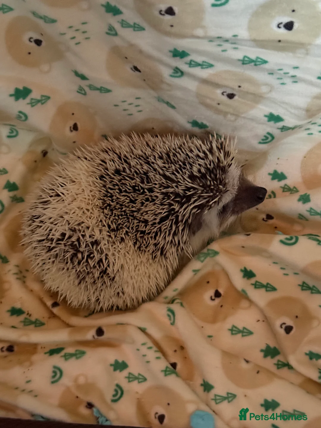 Pygmy Hedgehog rodents for sale: Pygmy Hedgehog’s For Sale  - Advert 1