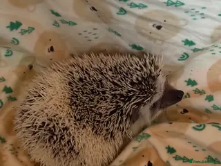 Pygmy Hedgehog rodents Pygmy Hedgehog’s For Sale - Advert 1