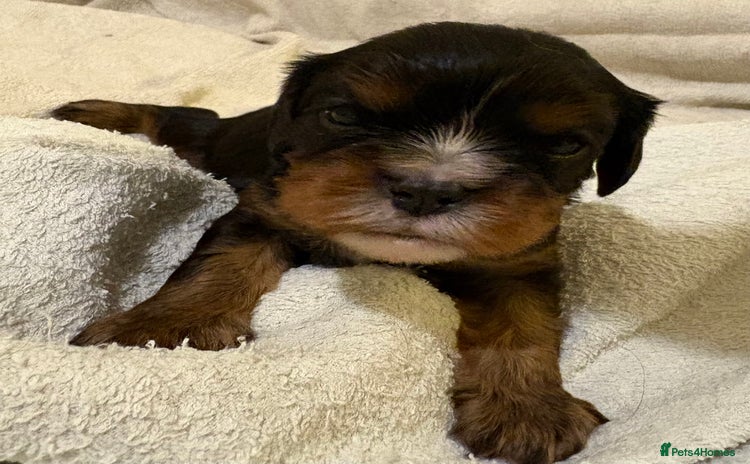 Cavalier King Charles Spaniel dogs Health Tested, beautiful KC Cavalier Puppies.  - Advert 2