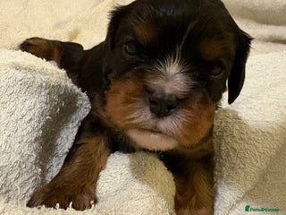 Cavalier King Charles Spaniel dogs Health Tested, beautiful KC Cavalier Puppies. - Advert 7