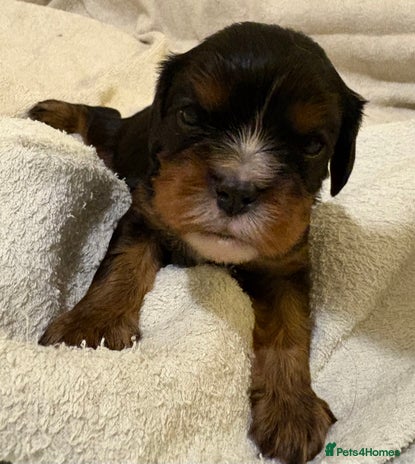 Cavalier King Charles Spaniel dogs Health Tested, beautiful KC Cavalier Puppies. - Advert 2