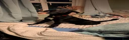 Mixed Breed dogs for sale: Ozzy - my best bud - Advert 6