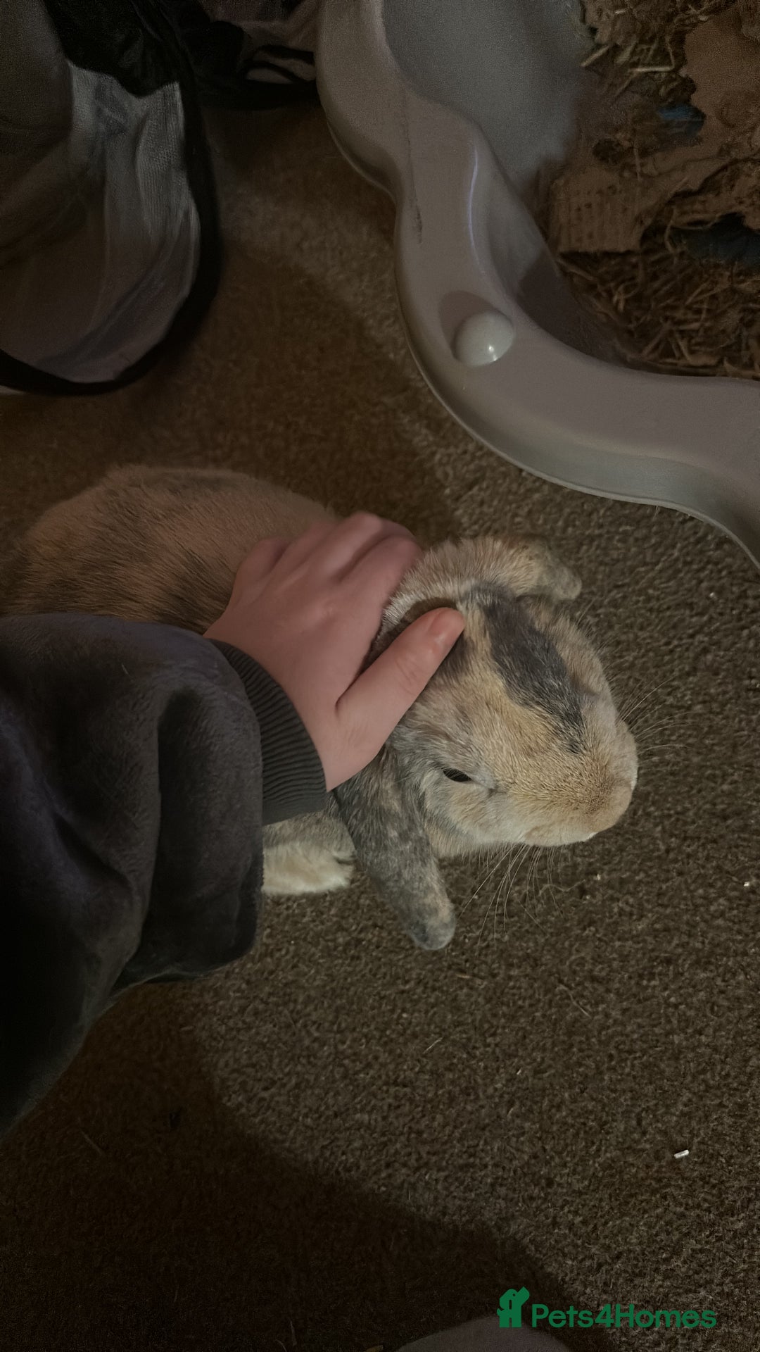 English Lop rabbits for sale: Matilda the lop-ear bunny  - Image 4