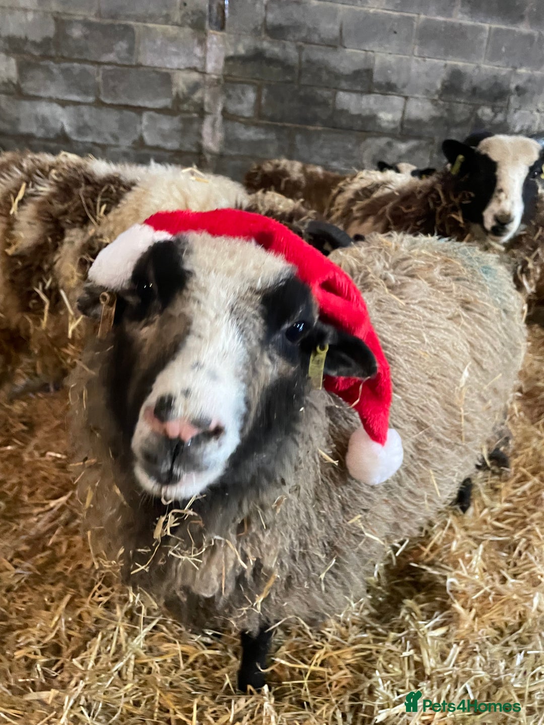 Sheep livestock for sale: Shetland wethers - Advert 1