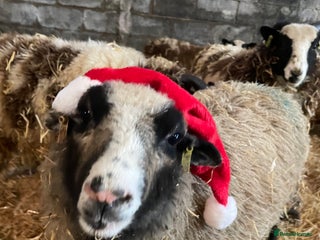 Sheep livestock Shetland wethers - Advert 5