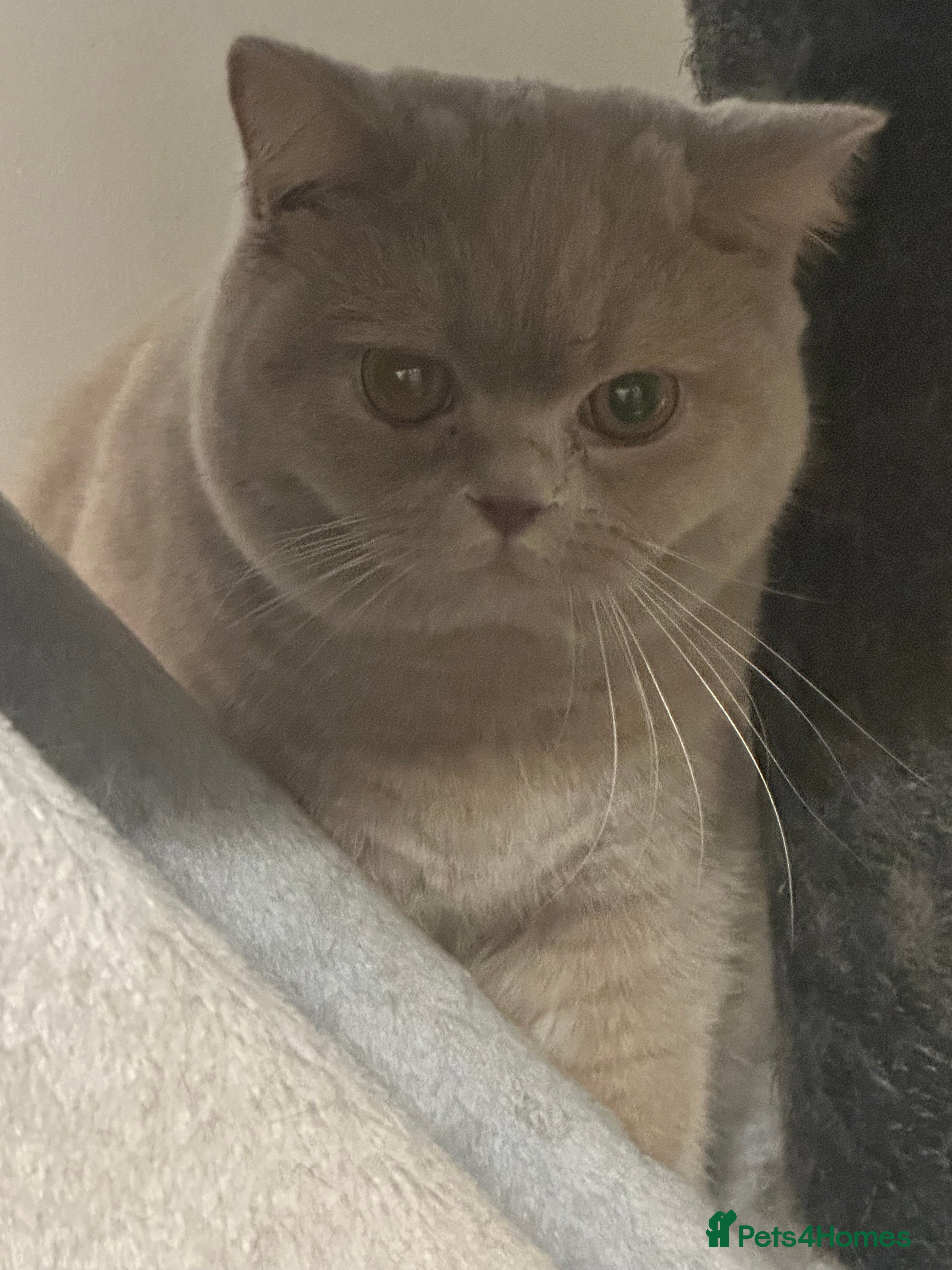 British Shorthair cats Exc   champion line - Advert 6